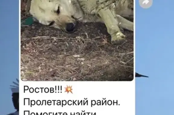 Пропала собака, пл. Свободы, 2, Ростов-на-Дону