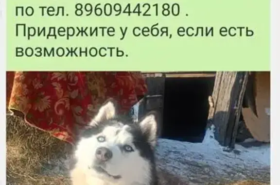 Пропала хаски, переулок Кирова, 5А