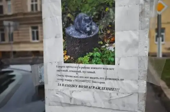 Пропала кошка, Дворцовая пл., СПб