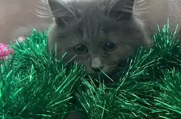 Объявления о пропавших и найденных животных, Орск, фото: Пропала кошка, Перегонная ул. 12, Орск