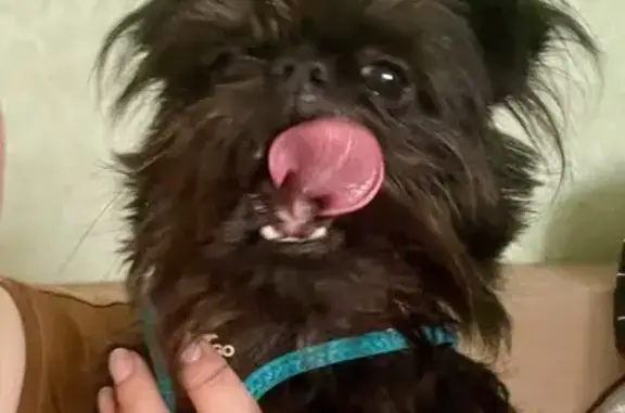 Найдена собака, Балашиха, фото: Найдена собака, Площадь Славы 1, Балашиха