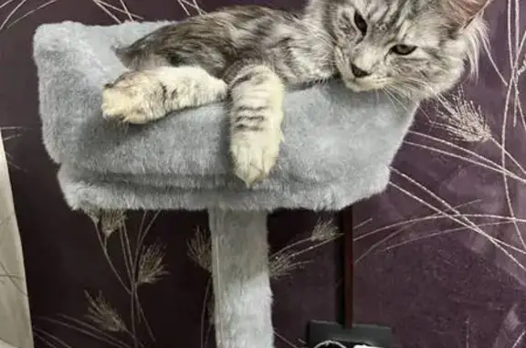 Пропала кошка, ул. Белинского, Лесной