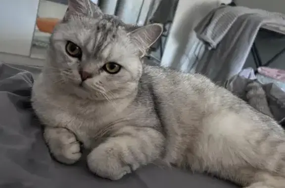 Кошки потеряшки, городской округ Новочеркасск, фото: Потеряшка кошка, Народная ул., 46, Новочеркасск