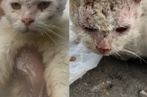 Кошка найдена: Вокзальная ул., 5Б, Черусти