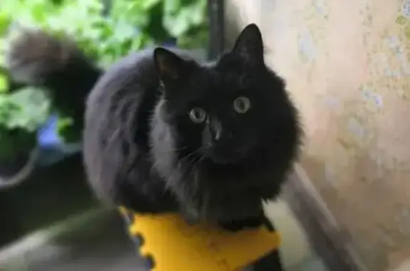 Пропала кошка, Холмогорский пер. 12, РнД