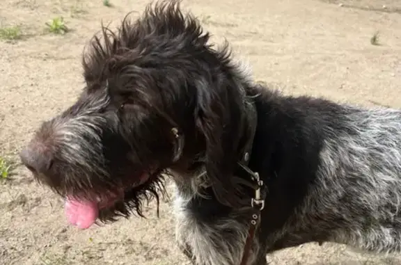 Найдена собака, Реутов, фото: Найдена дратхар на ул. Чёрная Дорога, Реутов