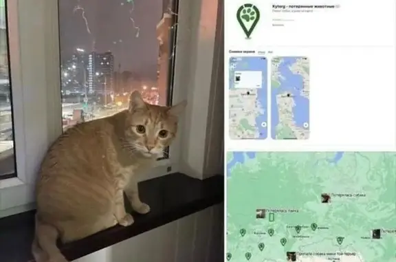 Пропала кошка, Левитана 48 к.1, Тверь