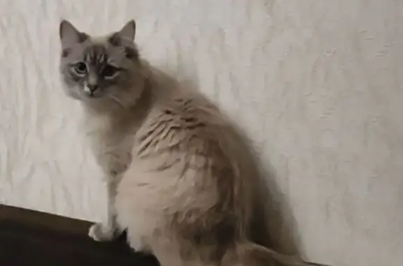 Кошки потеряшки, Прокопьевск, фото: Потеряшка серая кошка, ул. Обручева 4, Прокопьевск