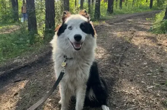 Собаки потеряшки, Красноярск, фото: Потеряшка лайка, ул. Красной Армии, 121