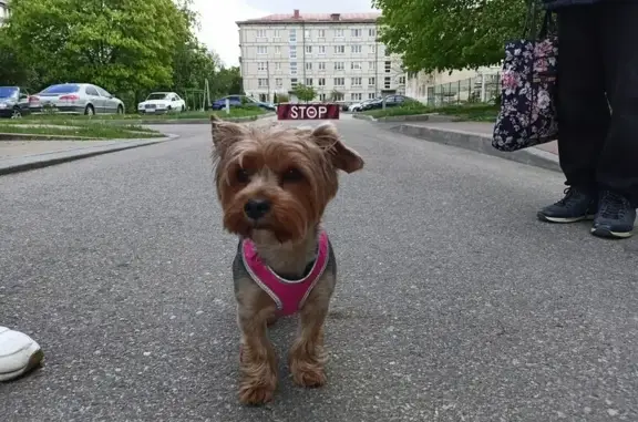 Найдена собака, Калининград, фото: Найдена собака, ул. Докука, Калининград