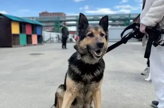Найдена собака, Екатеринбург, фото: Собака найдена на пр. Сахарова, Екатеринбург