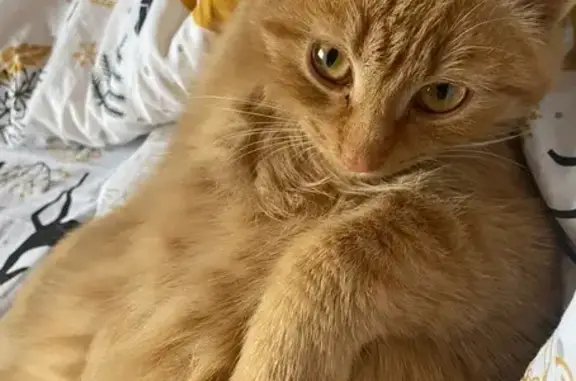 Пропал кот, Октябрьская ул., Янаул