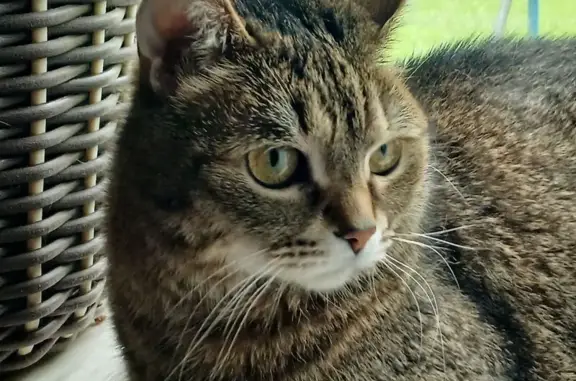 Кошки потеряшки, Уфа, фото: Потеряшка кот, Уфа, ул. 40 лет Октября, 14