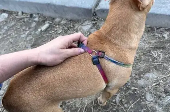 Найдена собака, Екатеринбург, фото: Собака найдена: Первомайская, Екатеринбург