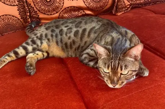 Пропала кошка, Заливной пер., 11В, Бабяково