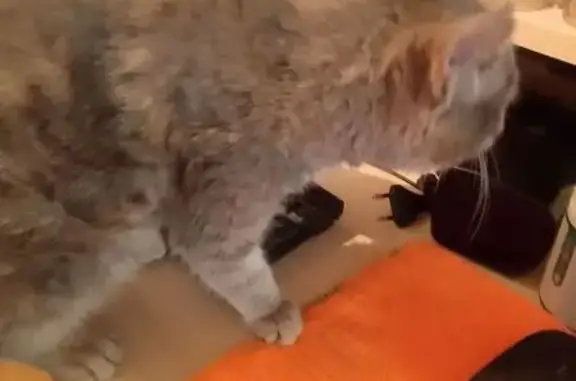 Кошка найдена, ул. Думенко, 1, Волгодонск