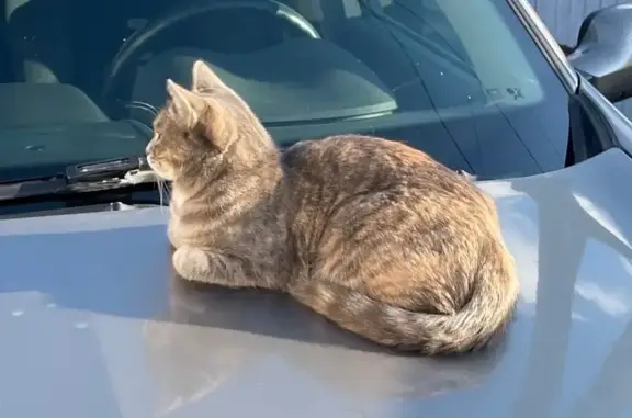 Кошки потеряшки, Омск, фото: Потеряшка кошка Дуся, Омск, пер. Энергетиков, 5