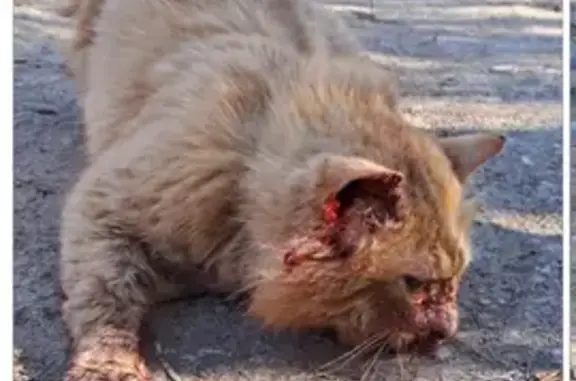 Найдена кошка, Невьянск, фото: Травмированный кот, ул. Коммуны 13, Невьянск