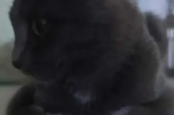 Кошки потеряшки, городской округ Бердск, фото: Потеряшка кошка, ул. Рогачёва, 9, Бердск