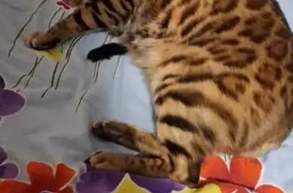 Кошки потеряшки, Кемерово, фото: Потеряшка бенгальская кошка, Тухачевского 31Г