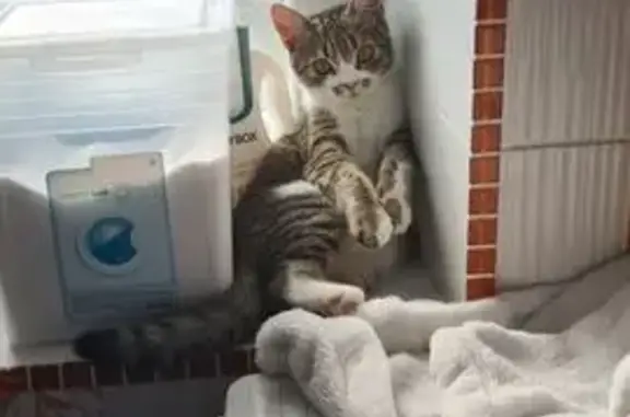 Кошки потеряшки, Усть-Лабинск, фото: Потеряшка кошка, Вольная ул. 80, Усть-Лабинск