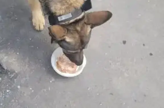 Найдена собака, Москва, фото: Найдена собака, Электролитный пр-д, 16 к2