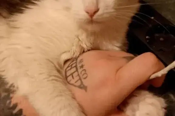 Пропали кошки, ул. Адм. Макарова, 21, Мск