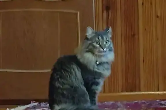 Пропала кошка, Заозёрная ул., Галицы
