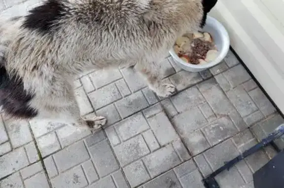 Собака найдена, Детская ул. 9, Сазоново - photo