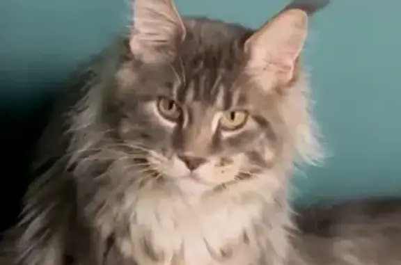 Кошки потеряшки, Нижегородская область, фото: Потеряшка кошка, Нижегородская область