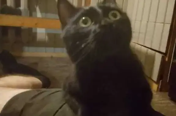 Кошки потеряшки, Сасово, фото: Потеряшка кошка на пр. Свободы, Сасово