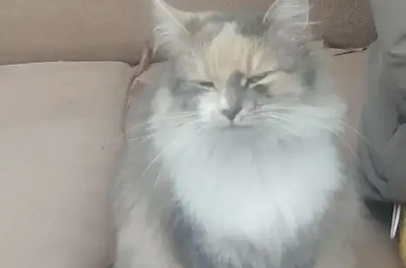 Пропала кошка, ул. Монтажников, 28