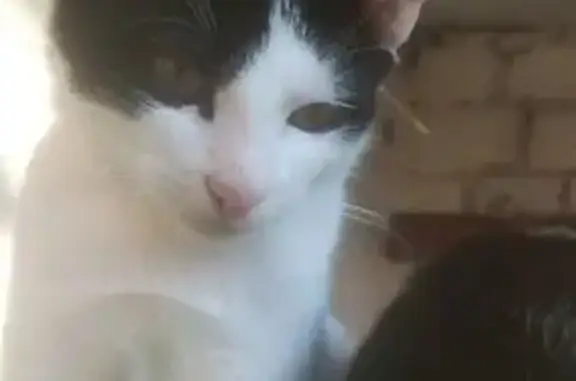 Пропала кошка, ул. Пролетариата 39, Буй