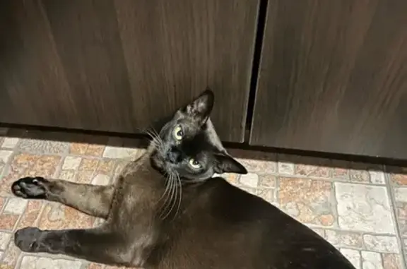 Кошки потеряшки, Горно-Алтайск, фото: Потеряшка кошка, ул. Пушкарёва, Г-Алтайск