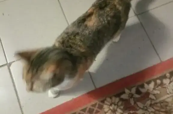 Найденные животные Ступино, фото: Кошка найдена: Тимирязева 5, Ступино