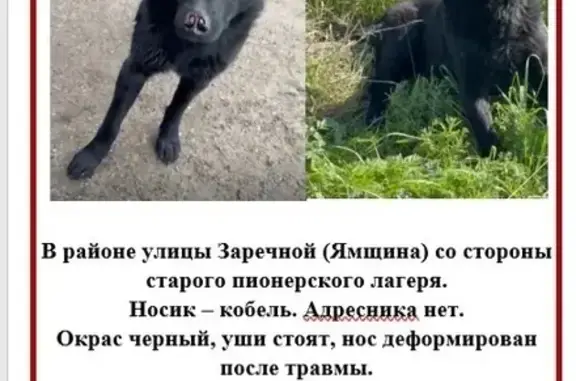 Пропала собака, ул. Институт, Вязёмы