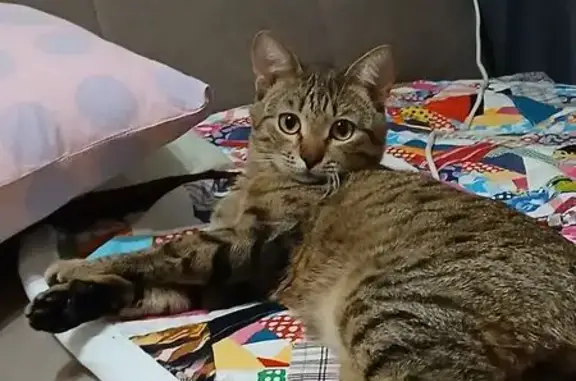 Пропала кошка, Коллективная 5, Чебоксары