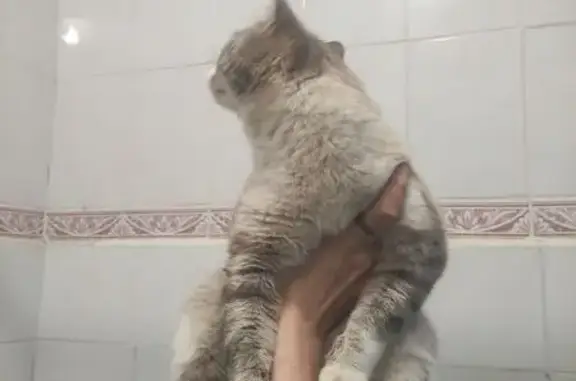 Кошка найдена: Рижская ул., 43, Тюмень