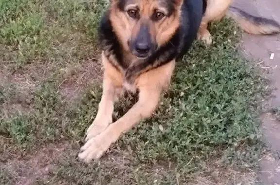 Собаки потеряшки, Липецк, фото: Потеряшка собака, Детская ул., 4, Липецк