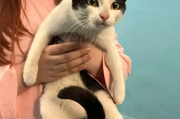 Кошка найдена: б-р Свердлова, 24, Снежинск