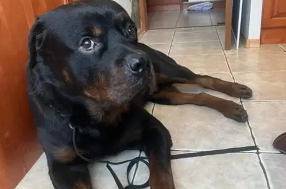 Объявления о пропавших и найденных животных, Санкт-Петербург, фото: Найдена собака у метро Дыбенко, СПб