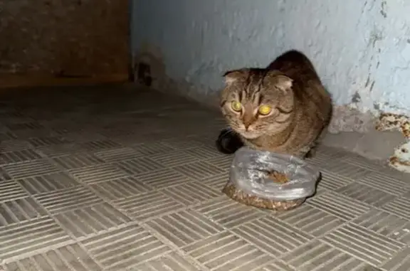 Кот найден: ул. Сергея Лазо, 17, Оренбург