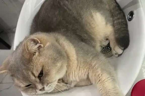 Кошки потеряшки, Москва, фото: Потеряшка кошка, Хорошёвское ш. 21А, Москва