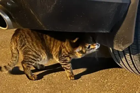 Кошка найдена у Просторной 7, Москва