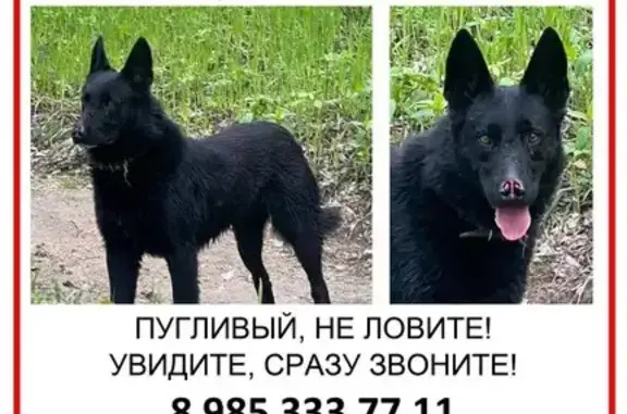 Пропал пес в Глухово, Ильинское шоссе