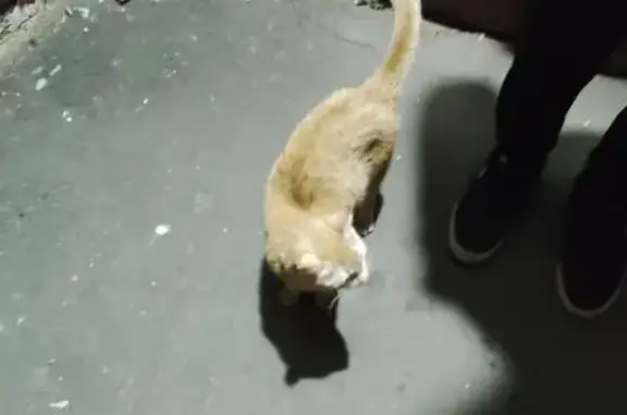Найдена кошка: ул. Симонова, 5 к1, Москва