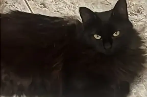 Пропала черная кошка, Кривское, Калуга