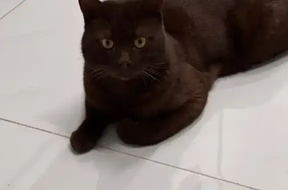 Найдена кошка, Петропавловск-Камчатский, фото: Кот найден: Владивостокская 29, Петропавловск