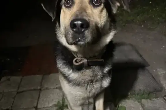 Объявления о пропавших и найденных животных, Калининград, фото: Собака найдена: Тамбовская, 17, Калининград