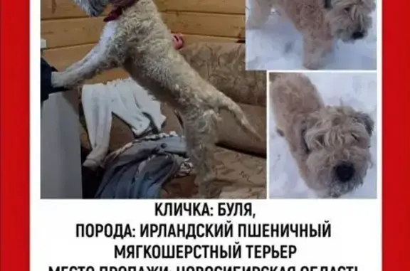 Пропала собака, Березовский с/с, НСО